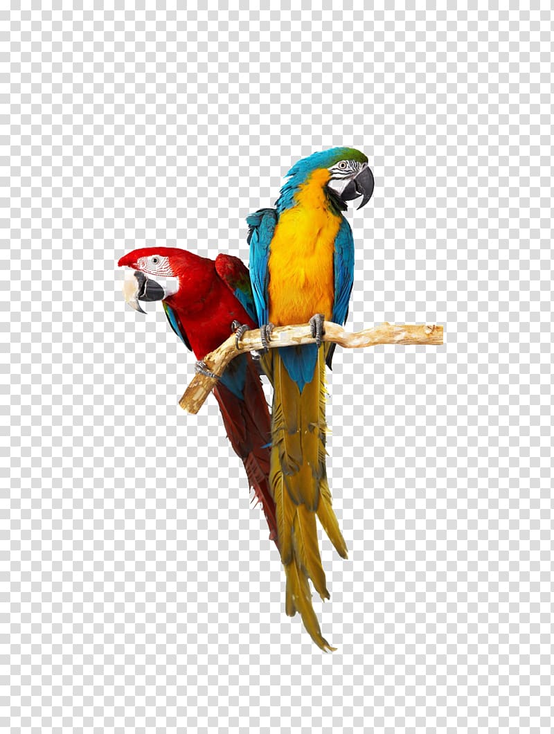 two red and yellow macaw birds , Birdcage Cockatoo Budgerigar Companion parrot, Two color parrots transparent background PNG clipart