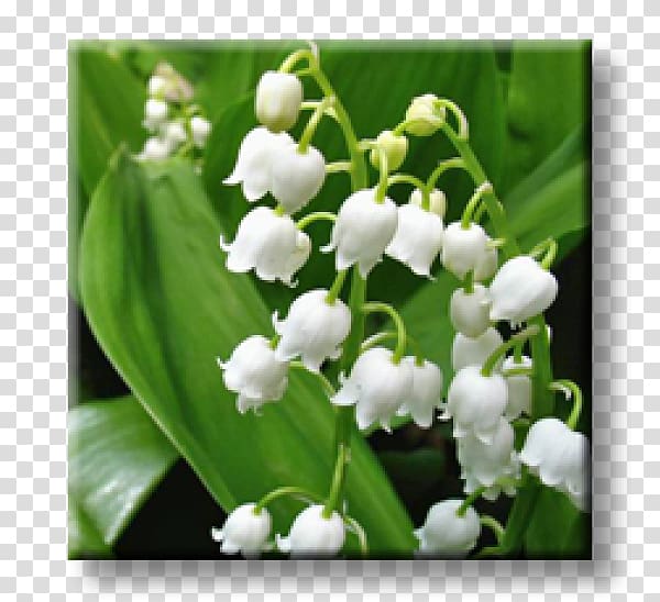 Lily of the valley Bigroot Geranium Perennial plant Chives Garden, lily of the valley transparent background PNG clipart