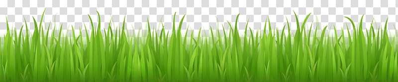 Grass transparent background PNG clipart