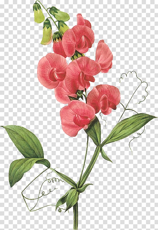 Broad-leaved sweet pea Flower , flower transparent background PNG clipart