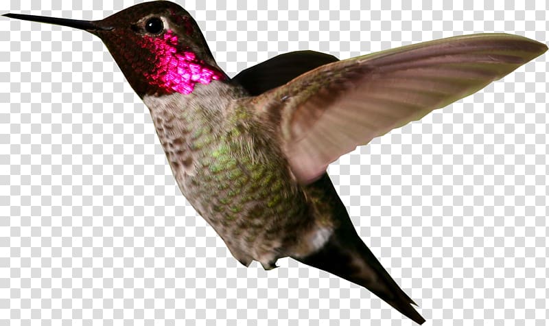 Anna\'s hummingbird Broad-tailed hummingbird Birdwatching, Hummingbird transparent background PNG clipart
