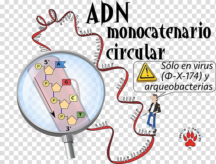 ssDNA virus CmapTools Circular DNA Concept map, Flyer US Letter transparent background PNG clipart