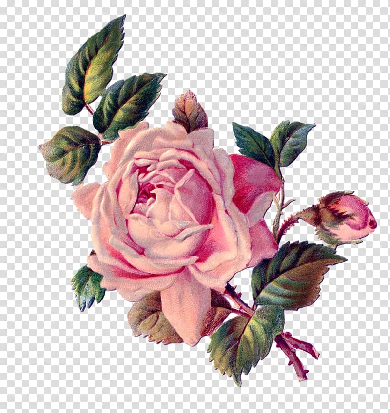 Flower Rose Pink , antique transparent background PNG clipart