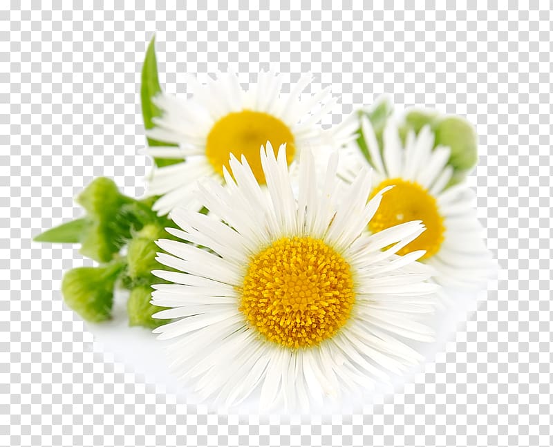 Roman chamomile German chamomile Essential oil, oil transparent background PNG clipart