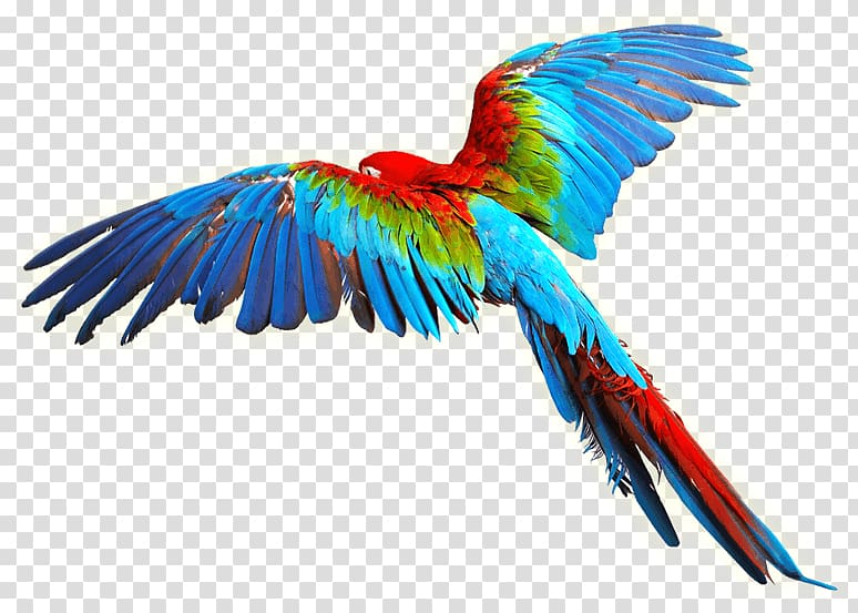 Parrot Bird Scarlet macaw , colorful Wings transparent background PNG clipart