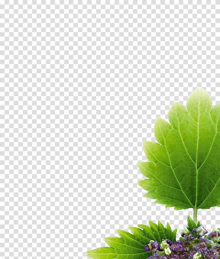 Common Nettle Alternative Health Services Herb Medicine Red deadnettle, urticaceae transparent background PNG clipart