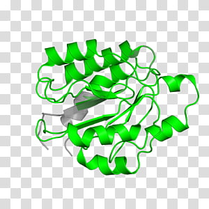 Leaf Line , Leaf transparent background PNG clipart thumbnail