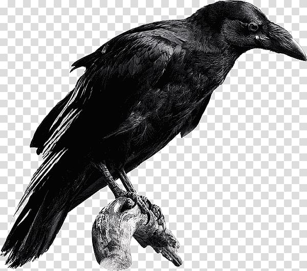 The Raven Common raven Baltimore Ravens Desktop High-definition television, others transparent background PNG clipart