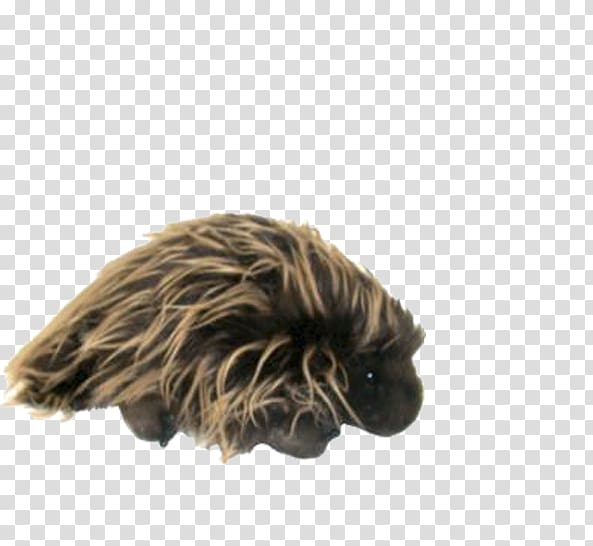 Dog breed Snout Child Education, porcupine transparent background PNG clipart