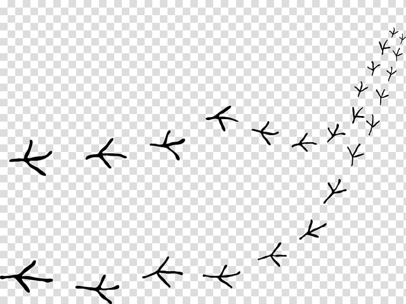 Bird migration Beak Point , Bird transparent background PNG clipart