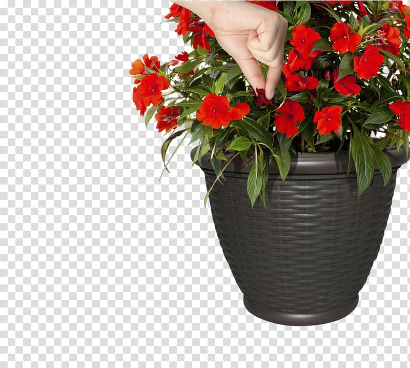 Floral design Container garden Cut flowers Vase, vase transparent background PNG clipart