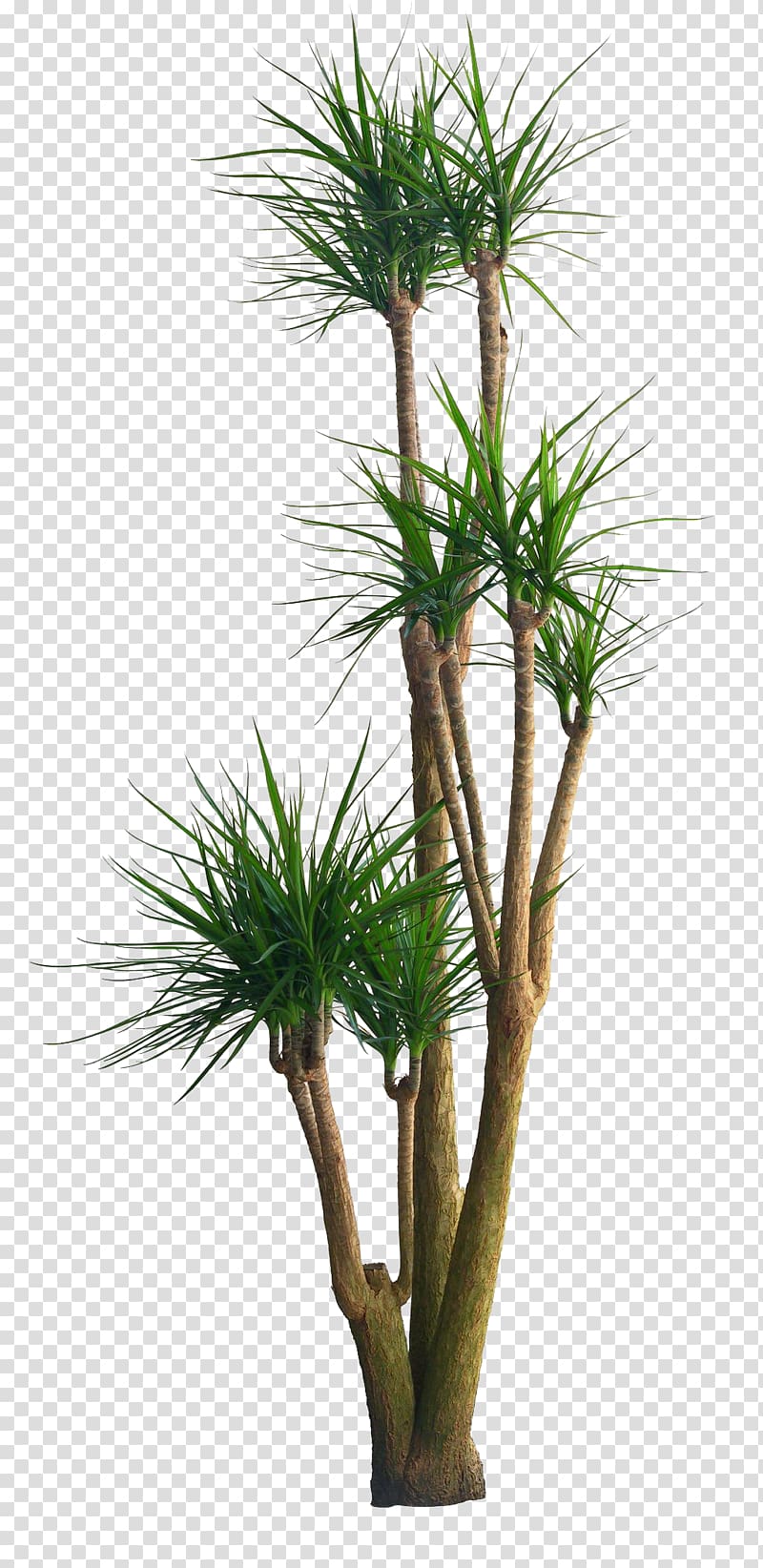 dracaena trunk transparent background PNG clipart