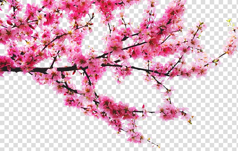 cherry blossom tree, Peach , Peach tree branches transparent background PNG clipart