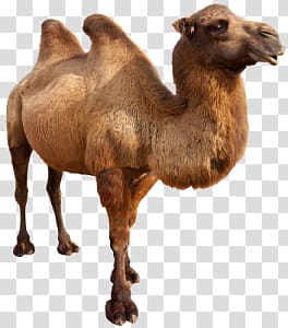 Camel transparent background PNG clipart