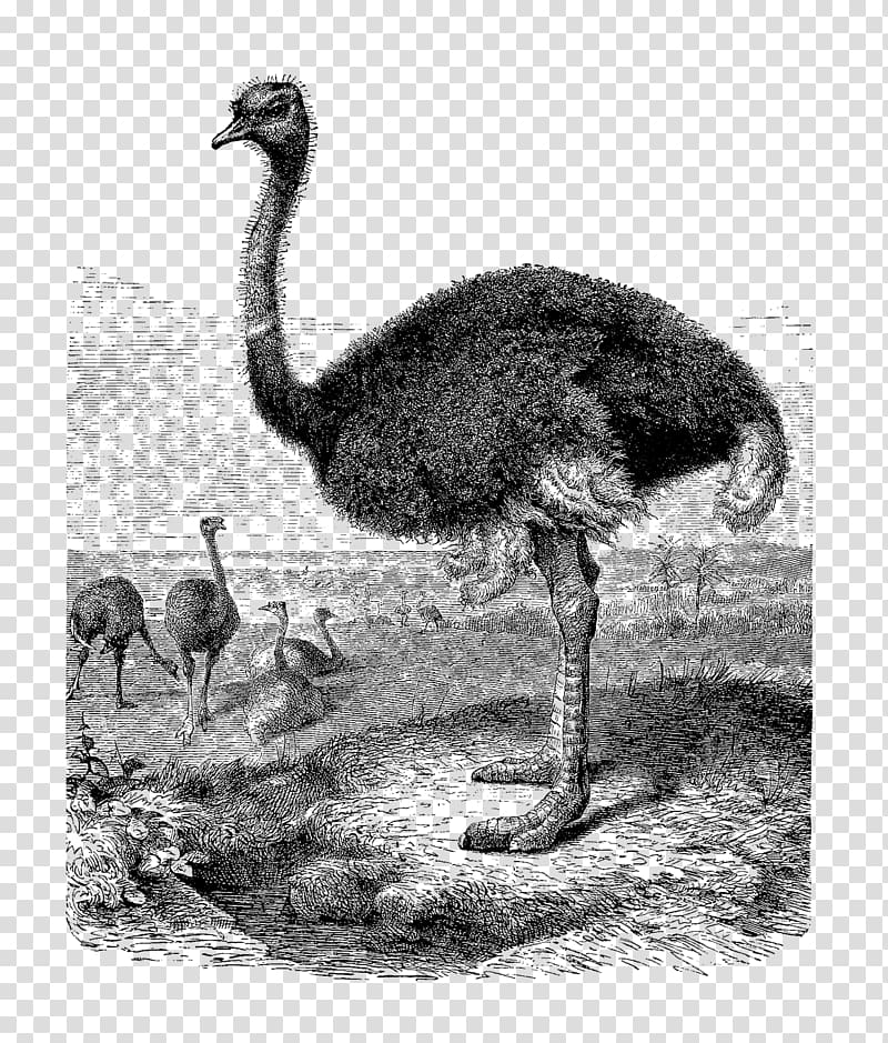 Common ostrich Greater rhea Ratite , ostrich transparent background PNG clipart