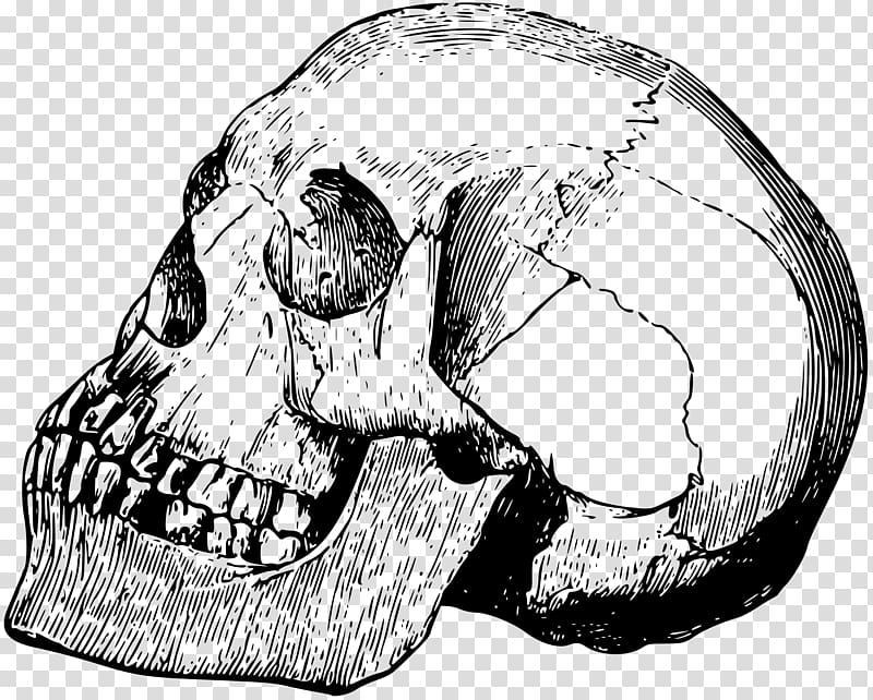 Skull Bone Drawing Calavera, cranial skeleton head transparent background PNG clipart