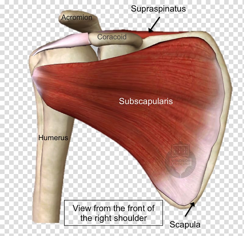 Shoulder Rotator cuff tear Subscapularis muscle Supraspinatus muscle, Broad Left Front transparent background PNG clipart