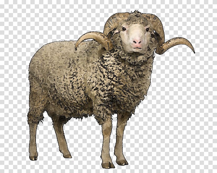 beige ram illustration, Merino Scottish Blackface Wool Sheep shearing, sheep transparent background PNG clipart