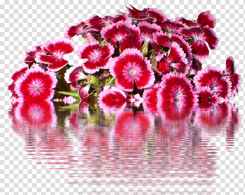 Sweet William Carnation Flower Petal China pink, flower transparent background PNG clipart