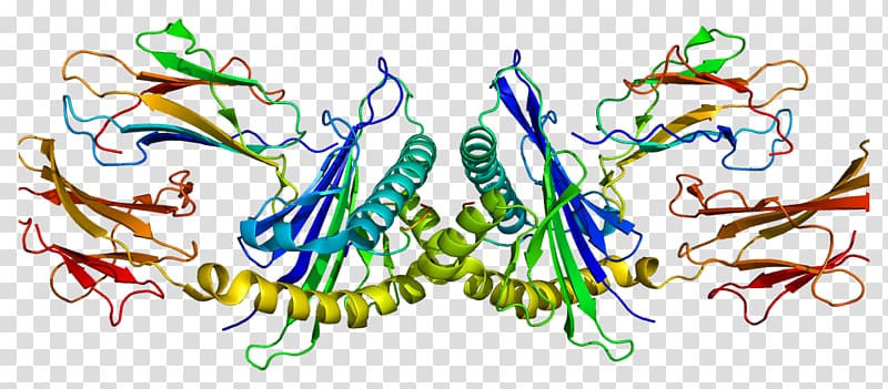 Human leukocyte antigen HLA-E Protein Data Bank Bioinformatics PyMOL, others transparent background PNG clipart