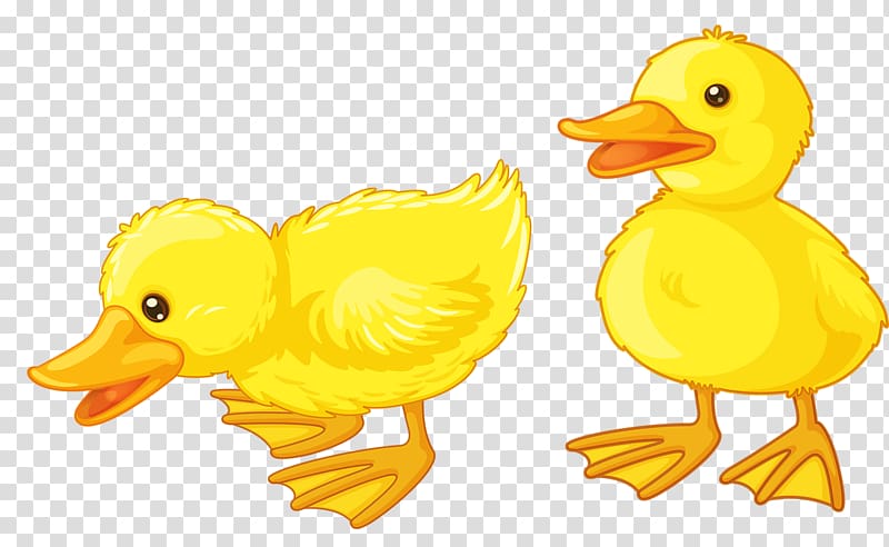 two yellow ducks illustration, Baby Ducks American Pekin , duck transparent background PNG clipart