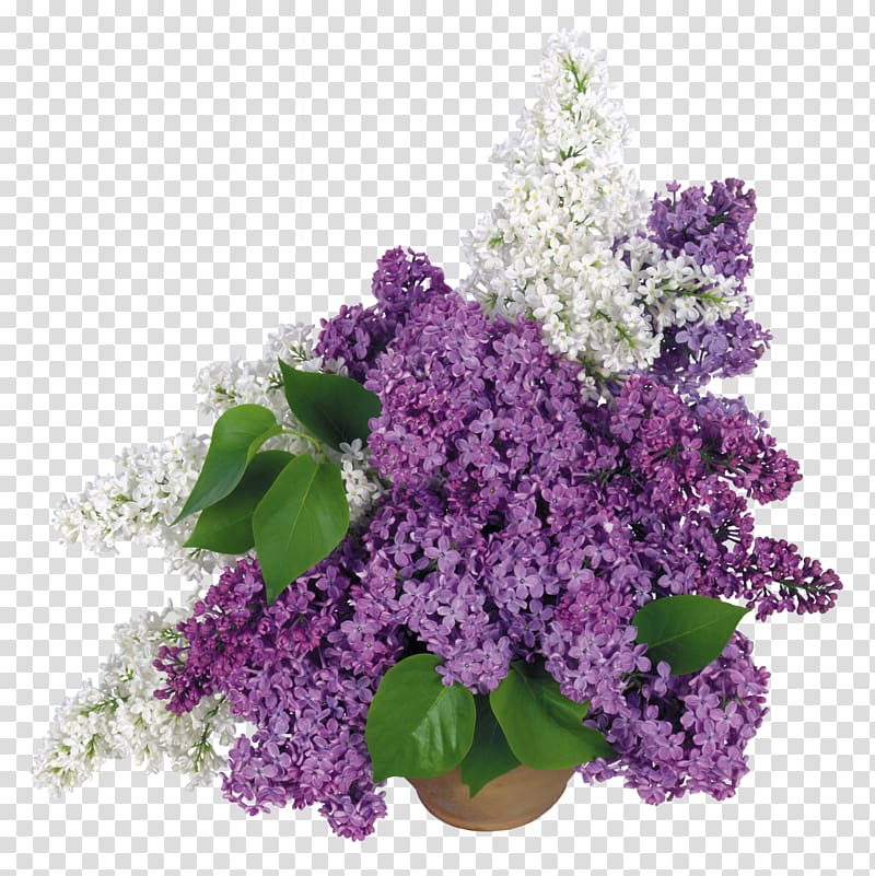 Desktop Common lilac Display resolution, lilac flower transparent background PNG clipart