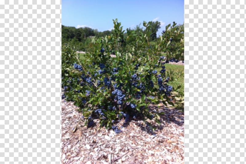 Bleuetière Plant Blueberry Agriculture Shrubland, Baiecomeau transparent background PNG clipart