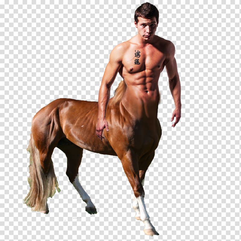 Centaur transparent background PNG clipart