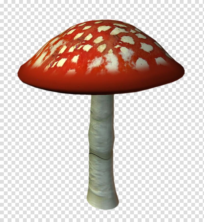Amanita muscaria Mushroom Fungus , mushroom transparent background PNG clipart