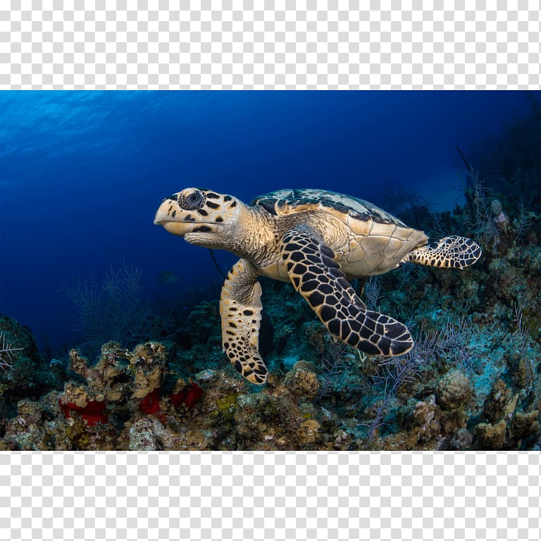 Loggerhead sea turtle Hawksbill sea turtle Coral reef Tortoise, turtle transparent background PNG clipart