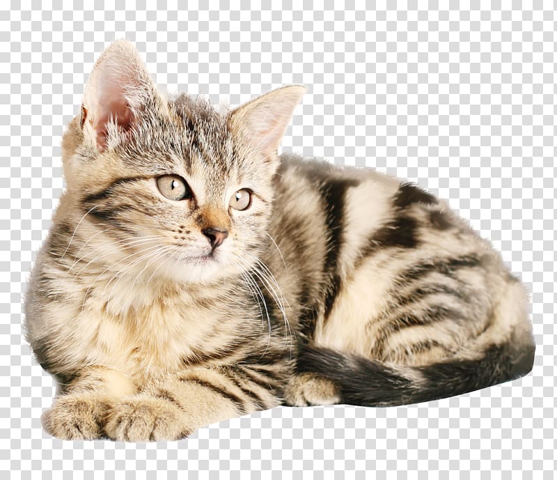 grey tabby cat illustration, Tabby cat Kitten Dog Popular cat names, Cat transparent background PNG clipart