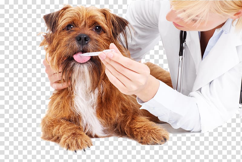 pet hospital transparent background PNG clipart