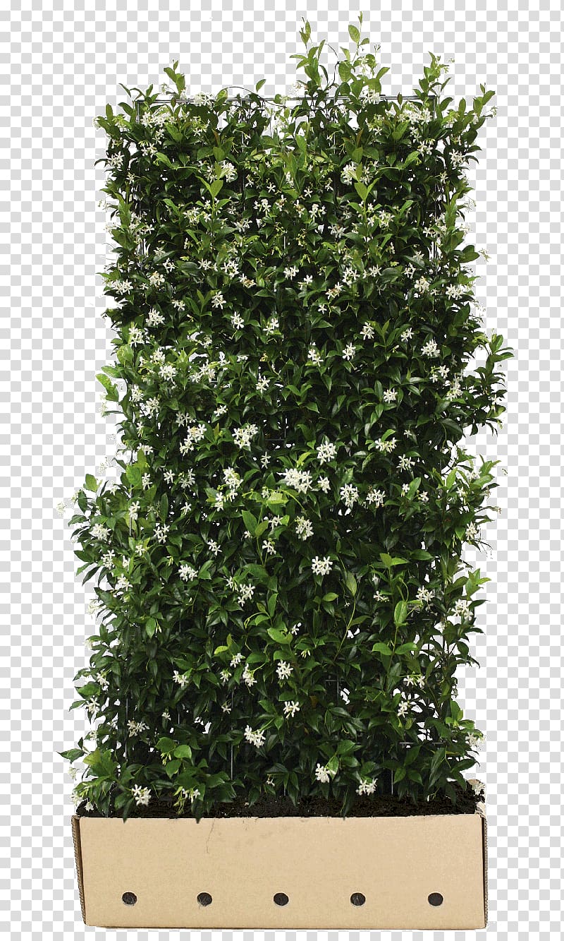 Confederate-jasmine Common ivy Hedge Vine Evergreen, others transparent background PNG clipart