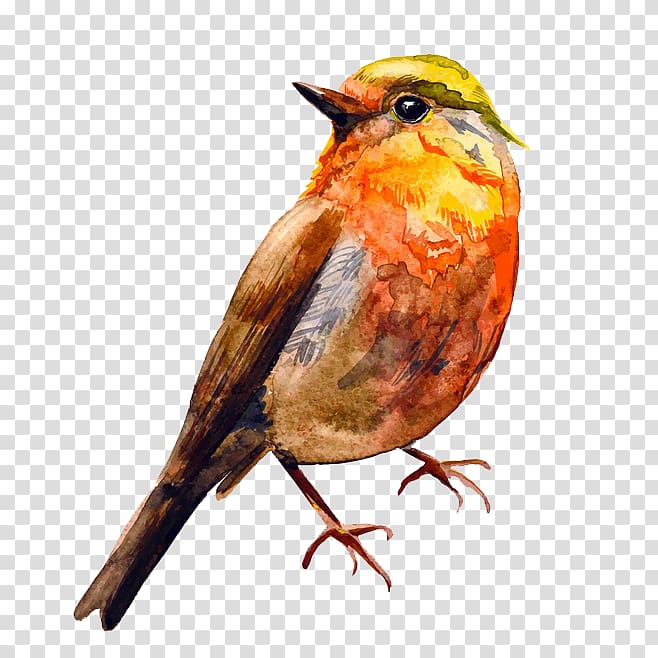 Bird Watercolor painting Drawing, Orange Bird transparent background PNG clipart