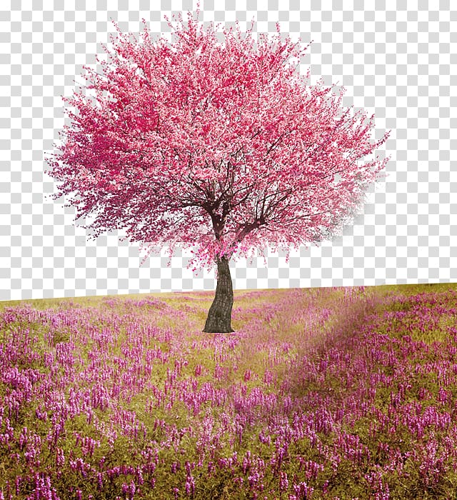 red-leafed tree, Flower Tree Computer file, Peach Tree transparent background PNG clipart