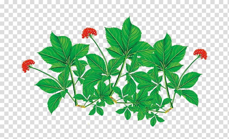 Ginseng tea Asian Ginseng, HD ginseng flower material transparent background PNG clipart