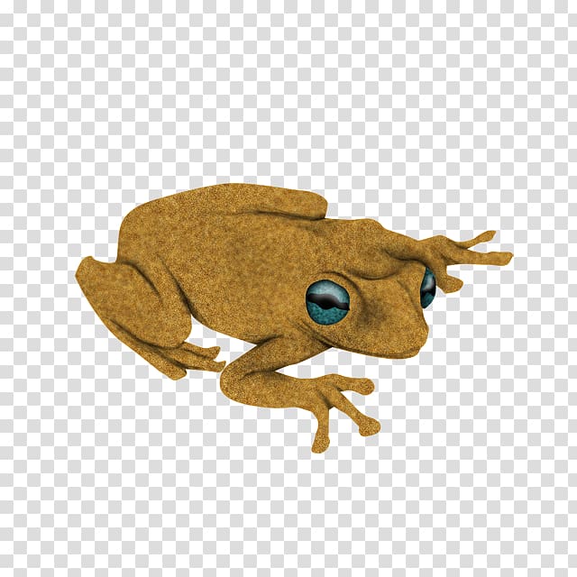 Toad True frog Tree frog, frog transparent background PNG clipart