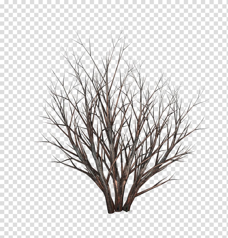 Twig Shrub Tree , tree transparent background PNG clipart