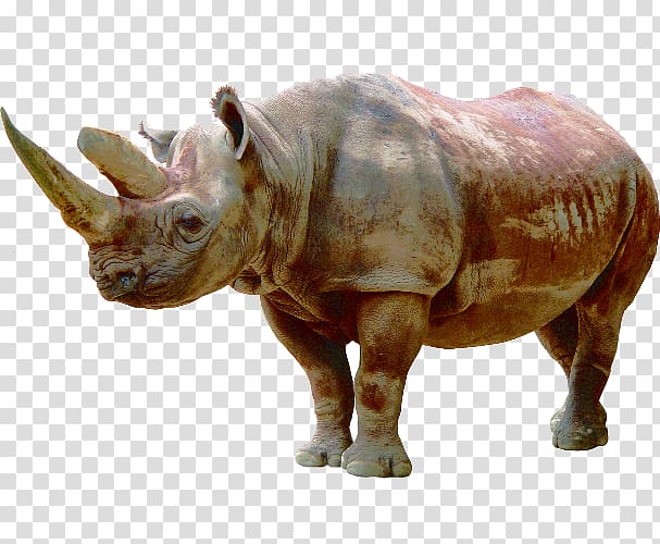 Rhinoceros Icon, Rhino herbivores transparent background PNG clipart