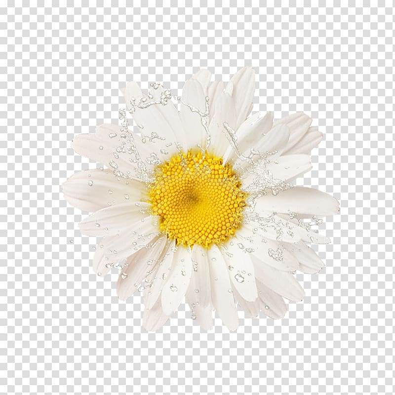 Common sunflower , sunflower transparent background PNG clipart