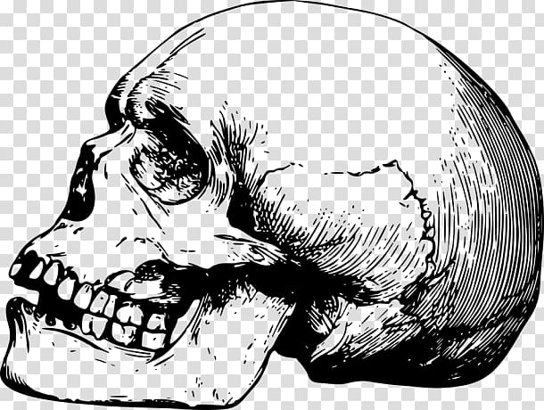 Skull Human skeleton Bone Drawing, skull transparent background PNG clipart