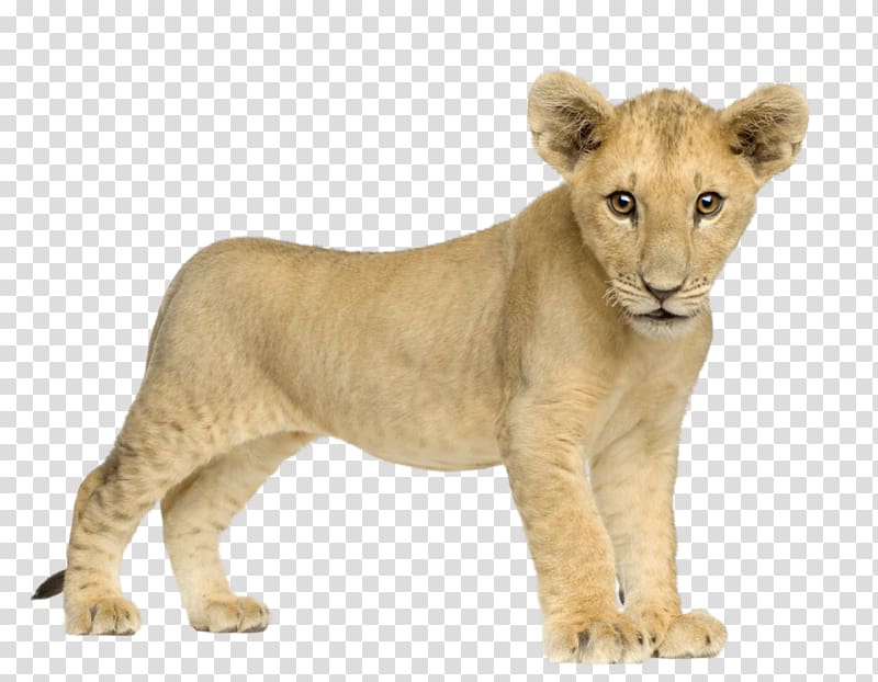 brown cub, Baby Lion Front transparent background PNG clipart