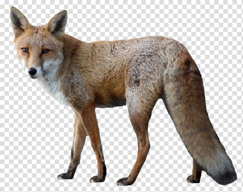 Fox transparent background PNG clipart