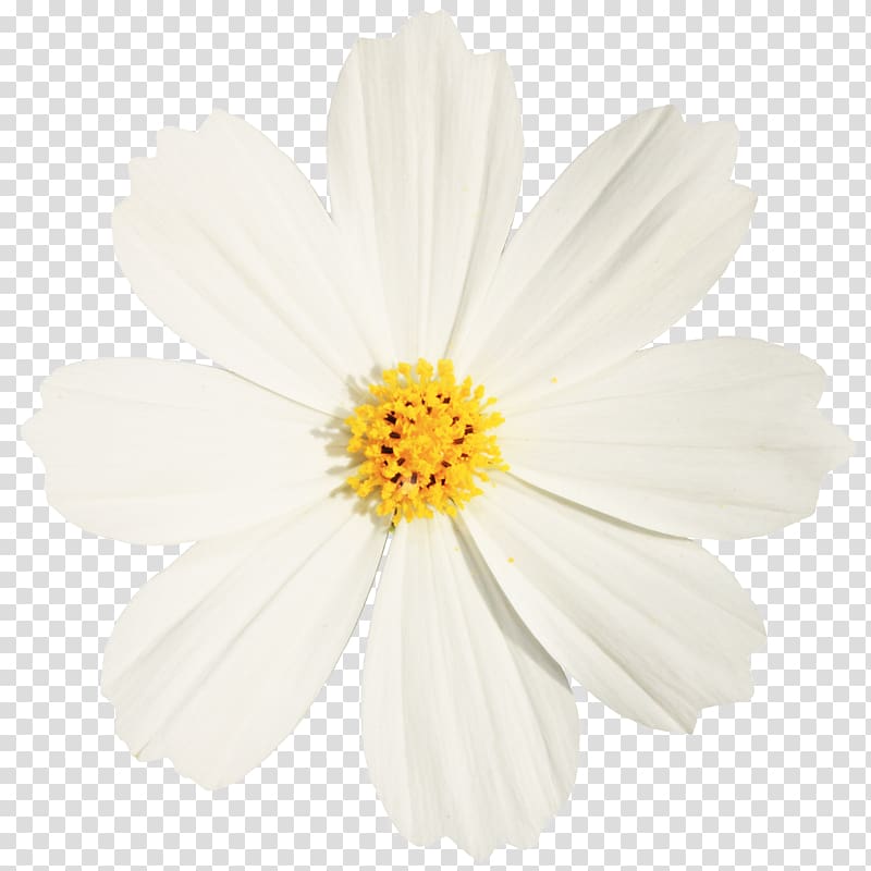 Chrysanthemum indicum Petal White Oxeye daisy, Abstract flowers creative floral celebration,Beautiful white Chrysanthemum transparent background PNG clipart