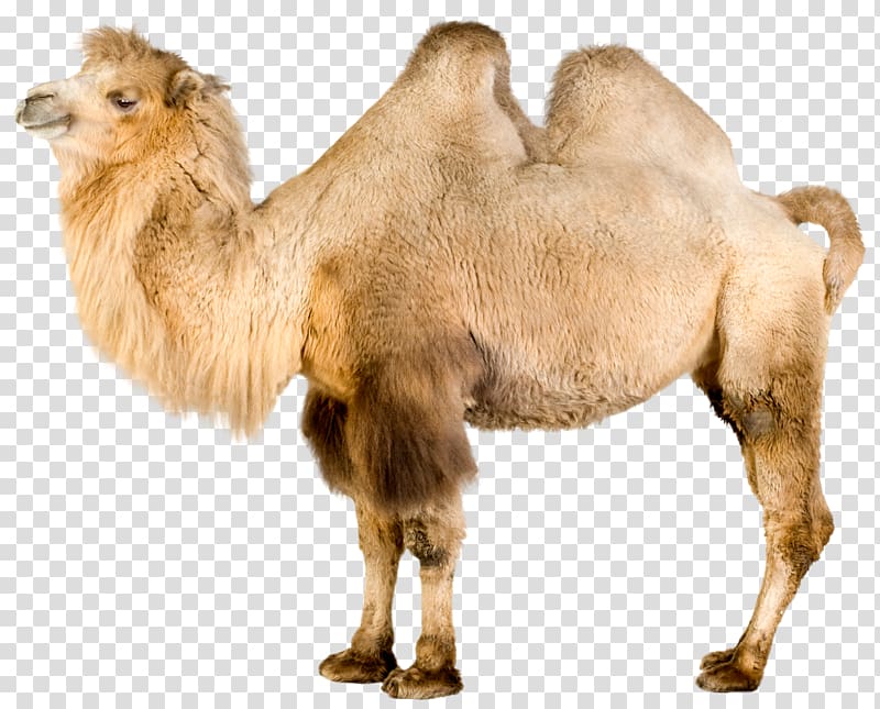 Bactrian camel Dromedary Mongolia Even-toed ungulates, camel transparent background PNG clipart