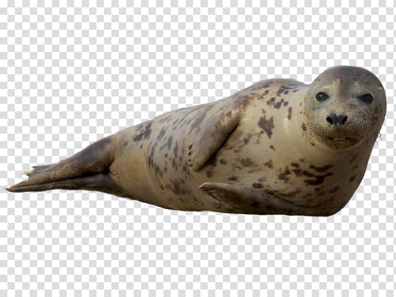 sea lion illustration, Earless seal Sea lion Harbor seal Grey seal Ringed seal, harbor seal transparent background PNG clipart