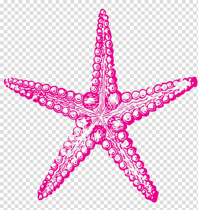 Sea urchin Drawing Starfish , starfish transparent background PNG clipart