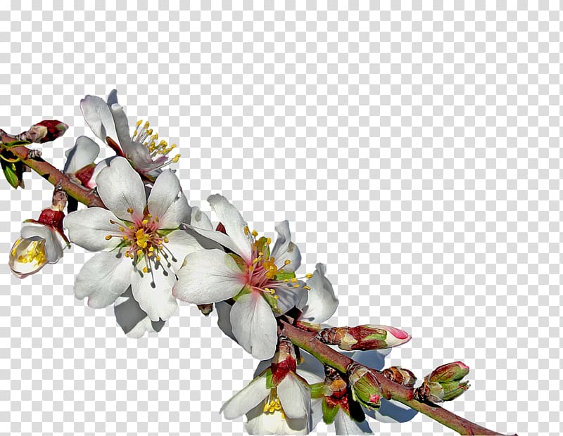 Almond Blossoms Flower Tree, almond transparent background PNG clipart
