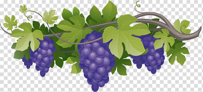 Common Grape Vine Wine Concord grape Vitis amurensis, wine transparent background PNG clipart