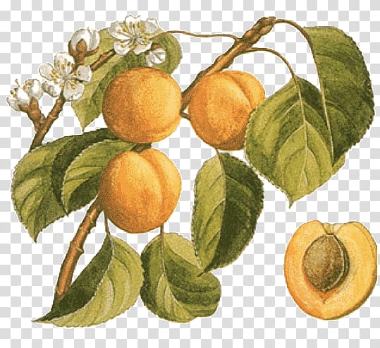 Gawith Apricot Botany Food Peach, apricot transparent background PNG clipart